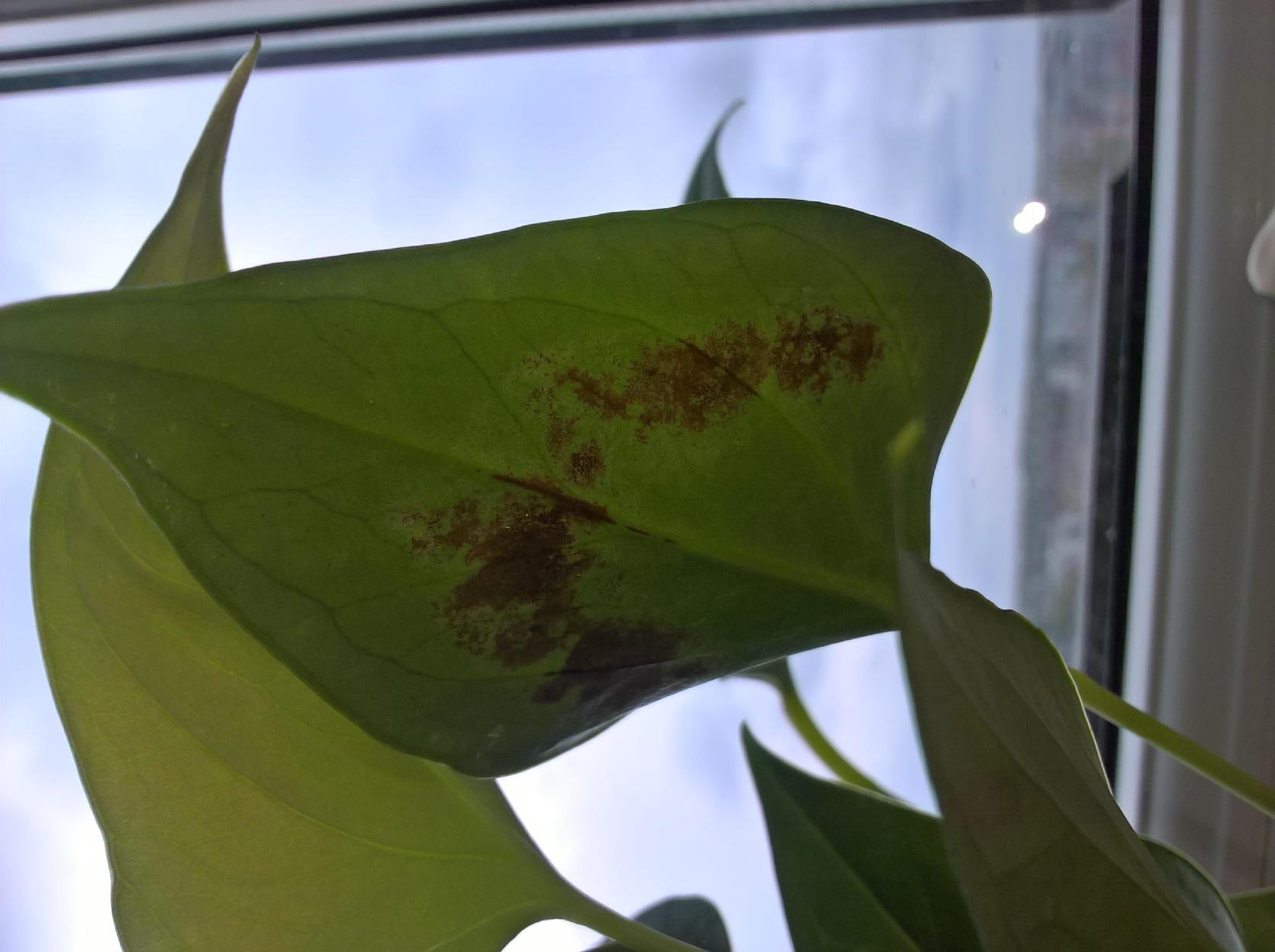 diagnosis Flamingo flower (Anthurium) leaf discoloration Gardening