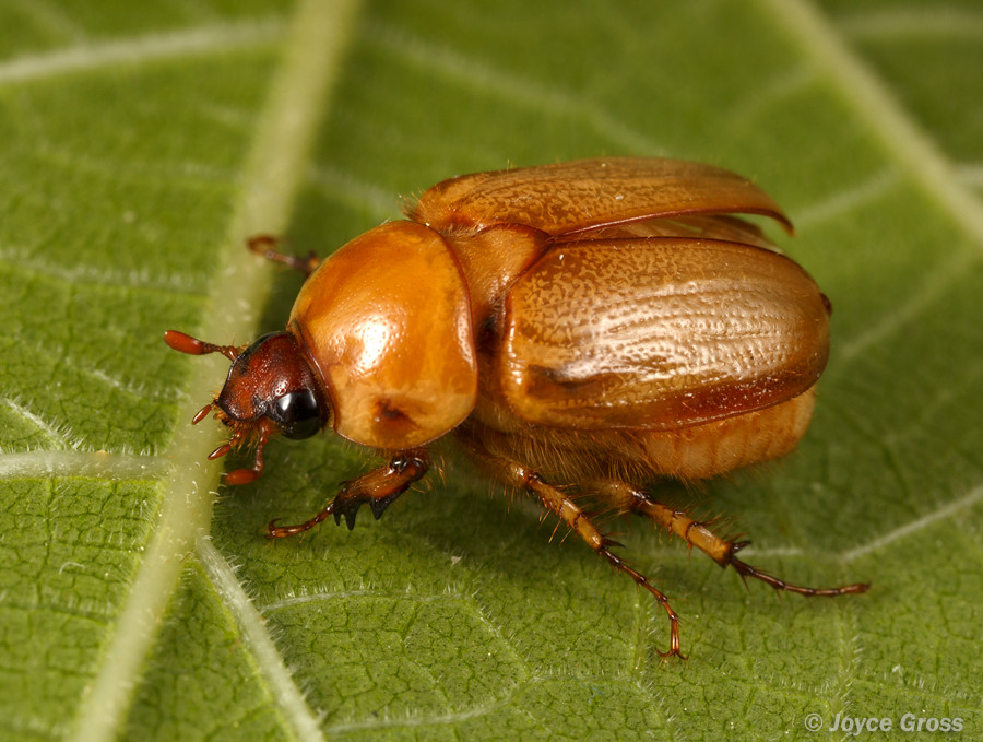 species identification What is this insect in Southern California? Biology Stack Exchange