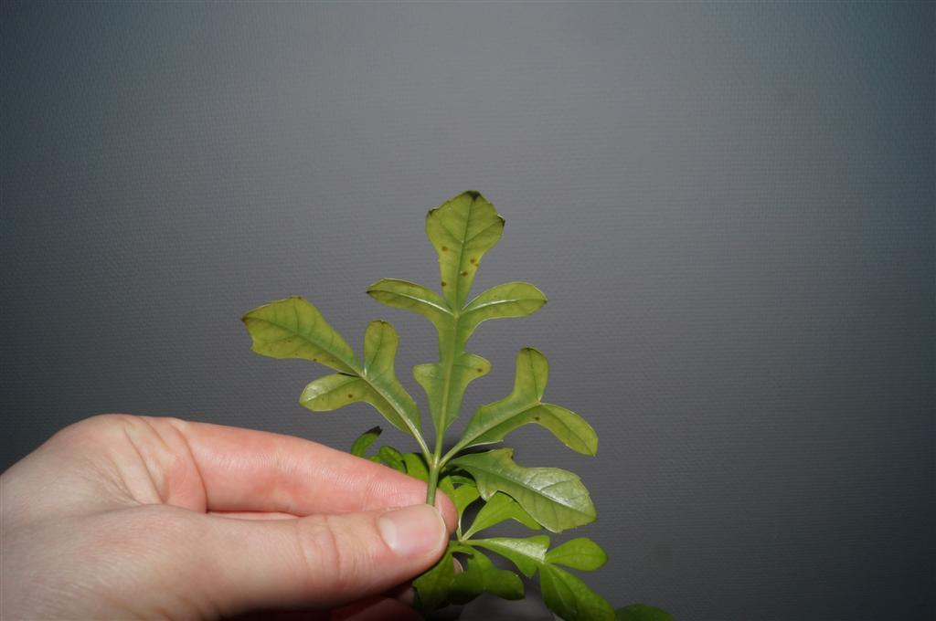 pests What is causing these dark spots on my bonsai tree? Gardening