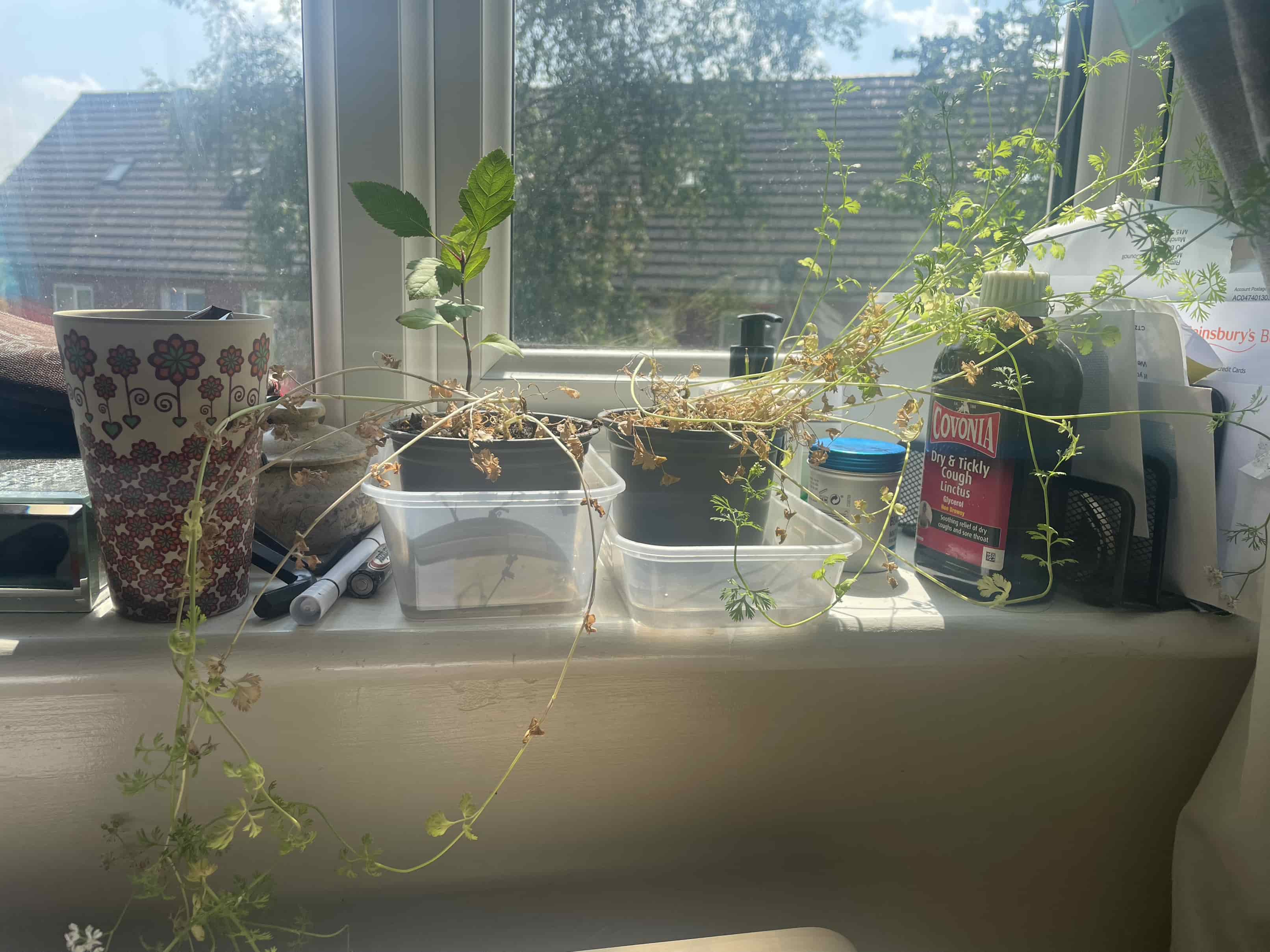 germination Why are coriander plants dying? Gardening & Landscaping