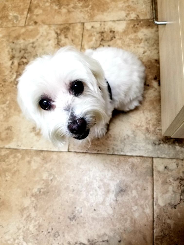 Should I Give My Dog Galliprant With Food