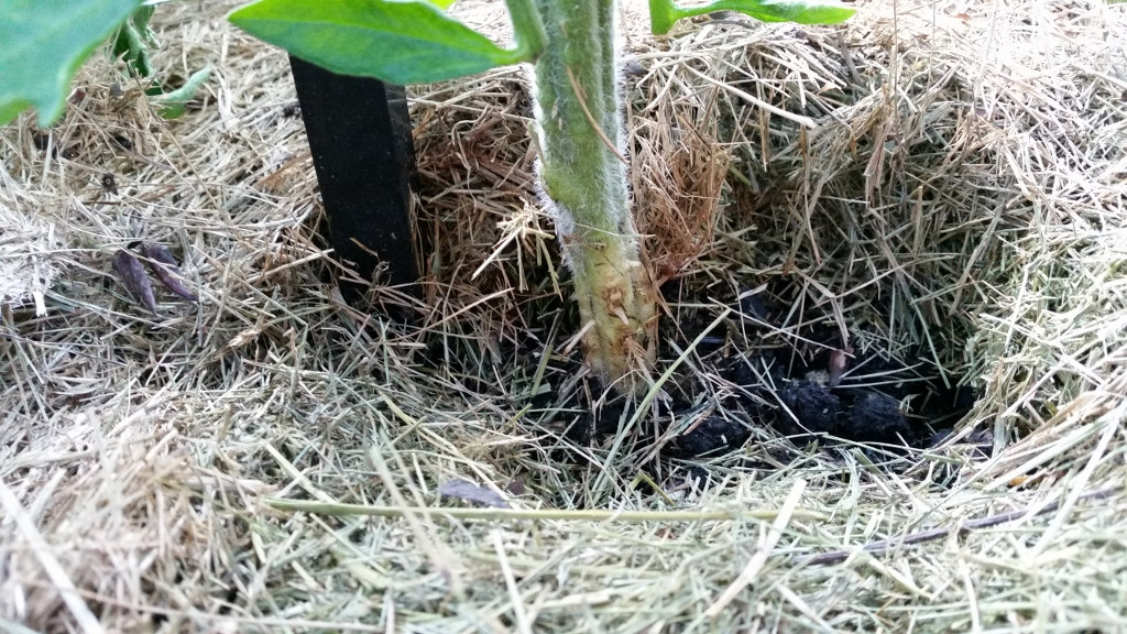 vegetables Lower stems on tomato plants turning brown Gardening