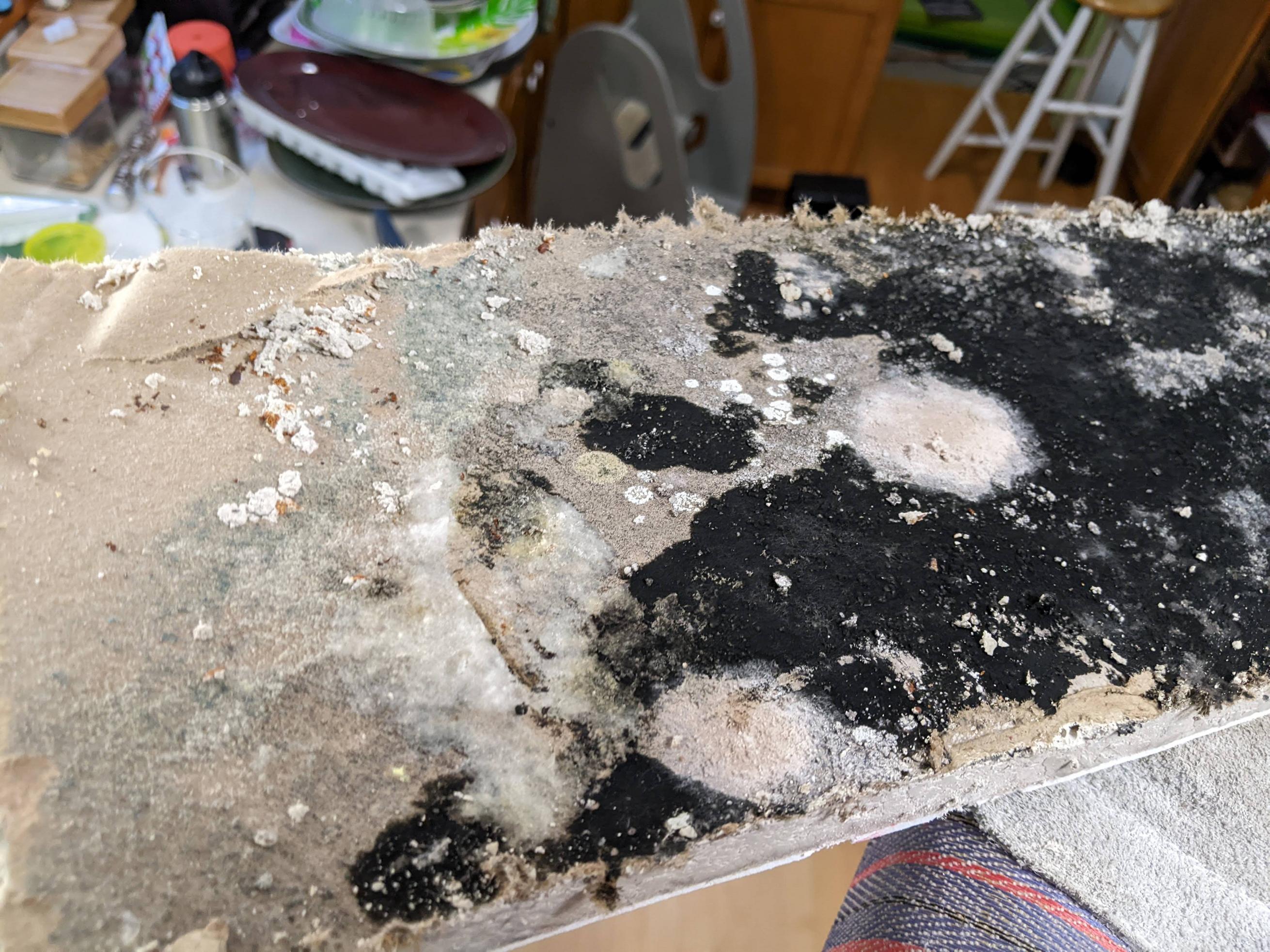 leak Is this black mold? Do I have to vacate my home? Home