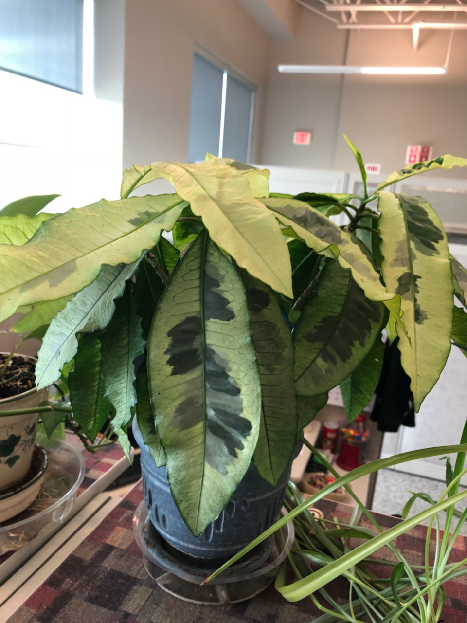 identification Identify this variegated houseplant with long leaves