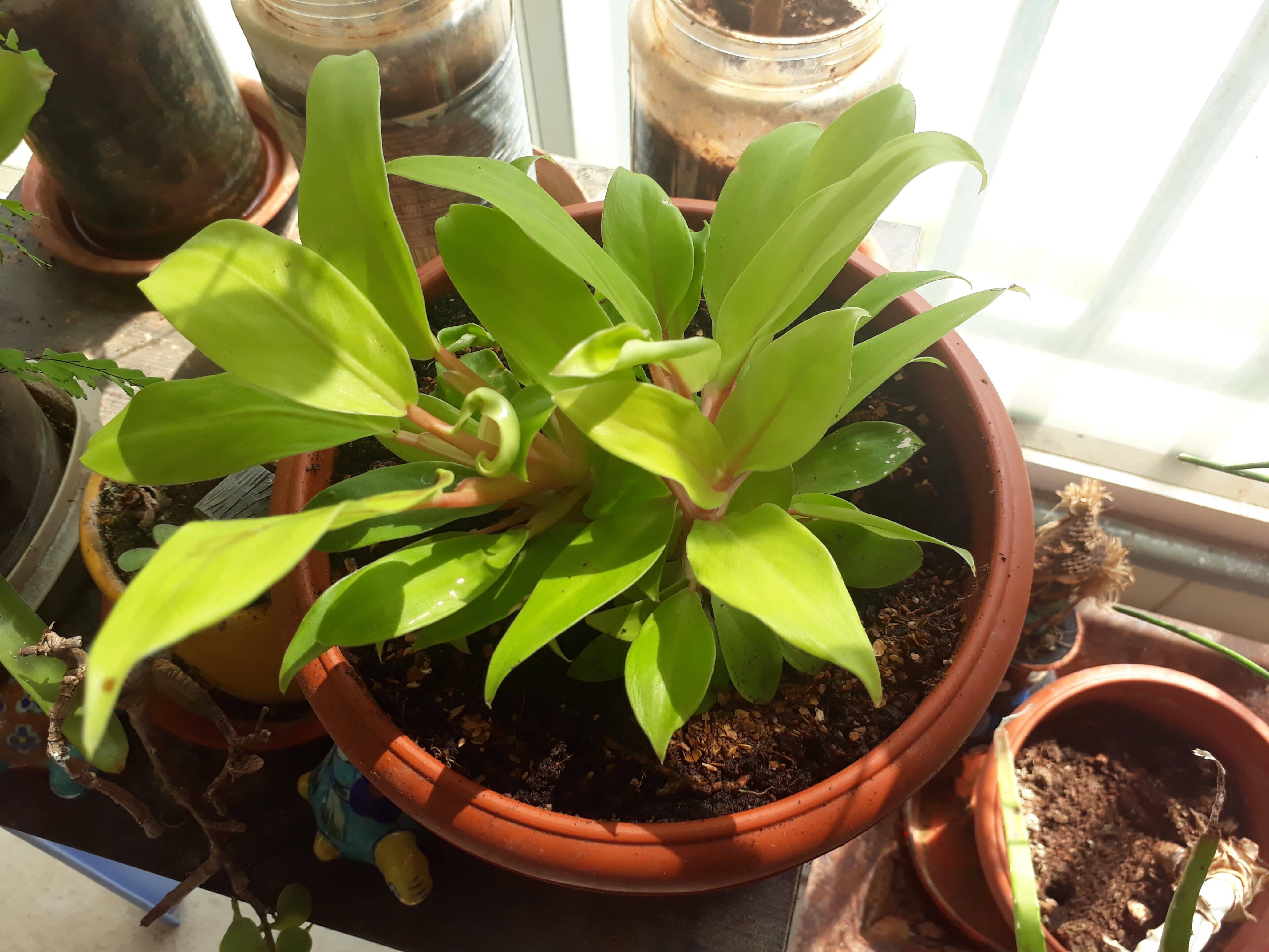 identification Help with identifying plant (Pink Stem, Green leaves