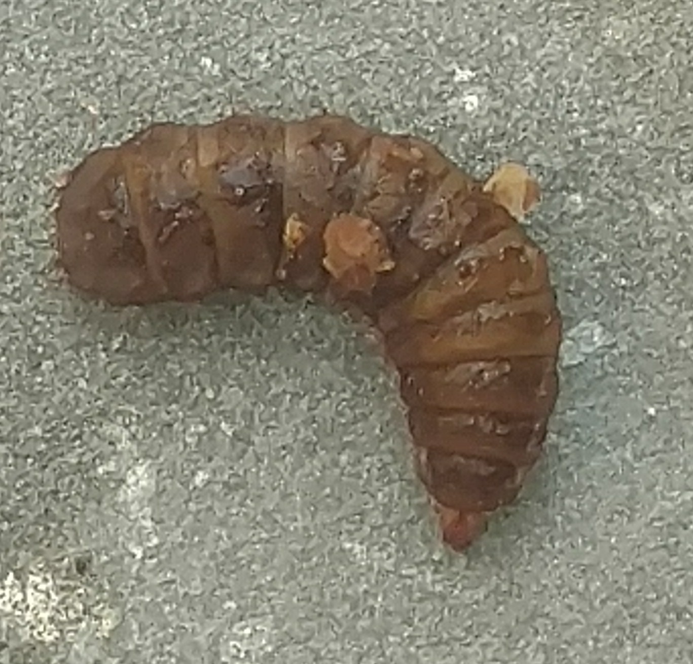 compost Are grubs helpful in Gardening & Landscaping