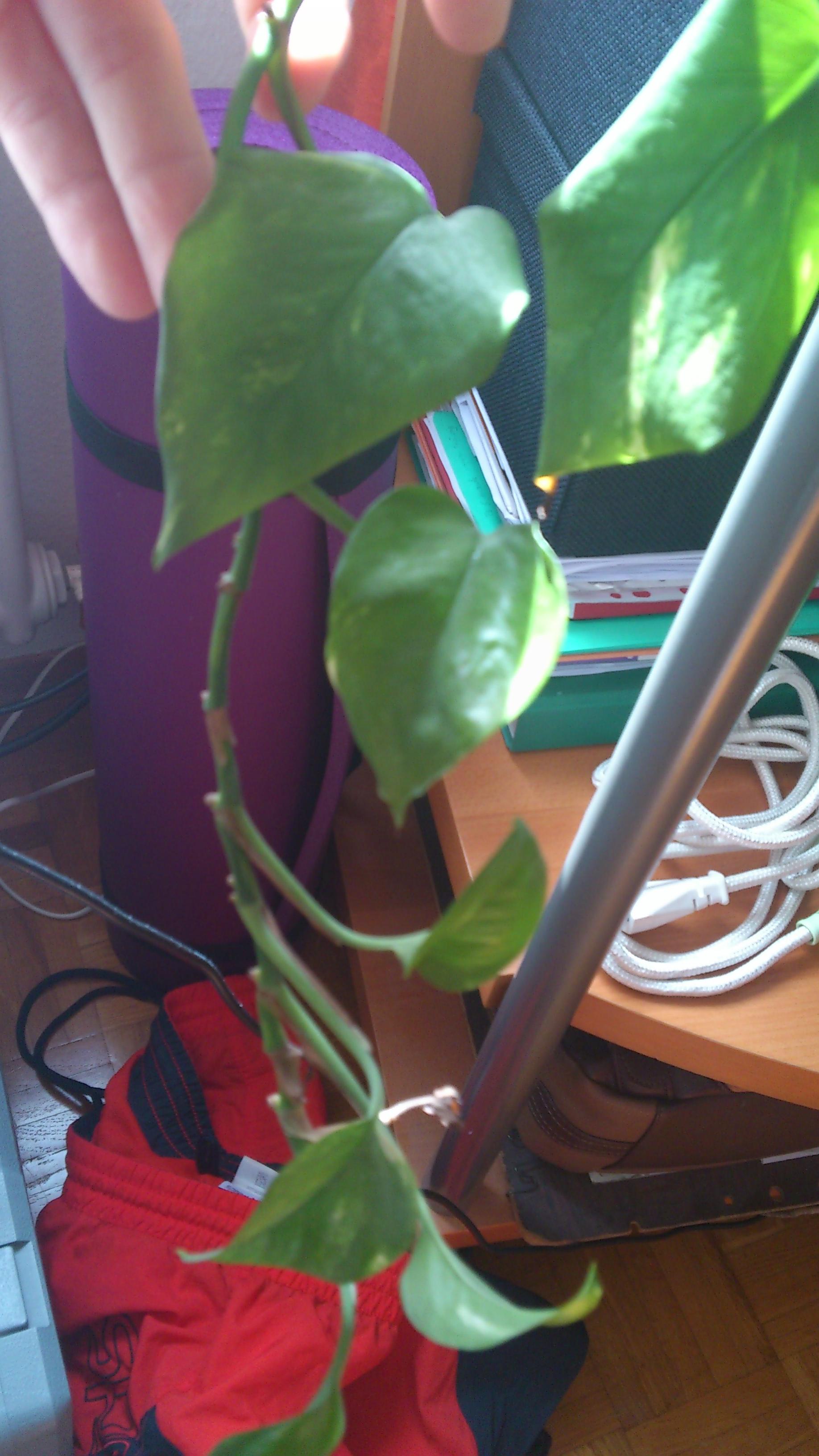 identification What is this plant and does it require a lot of