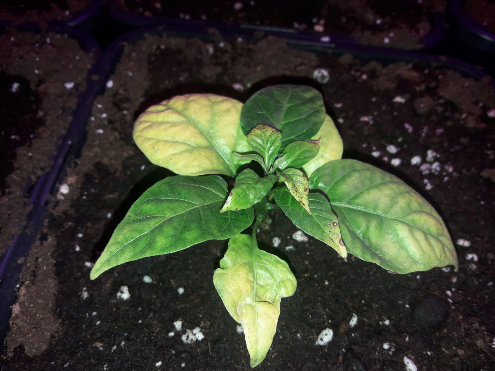 diagnosis Carolina Reaper problem Gardening & Landscaping Stack