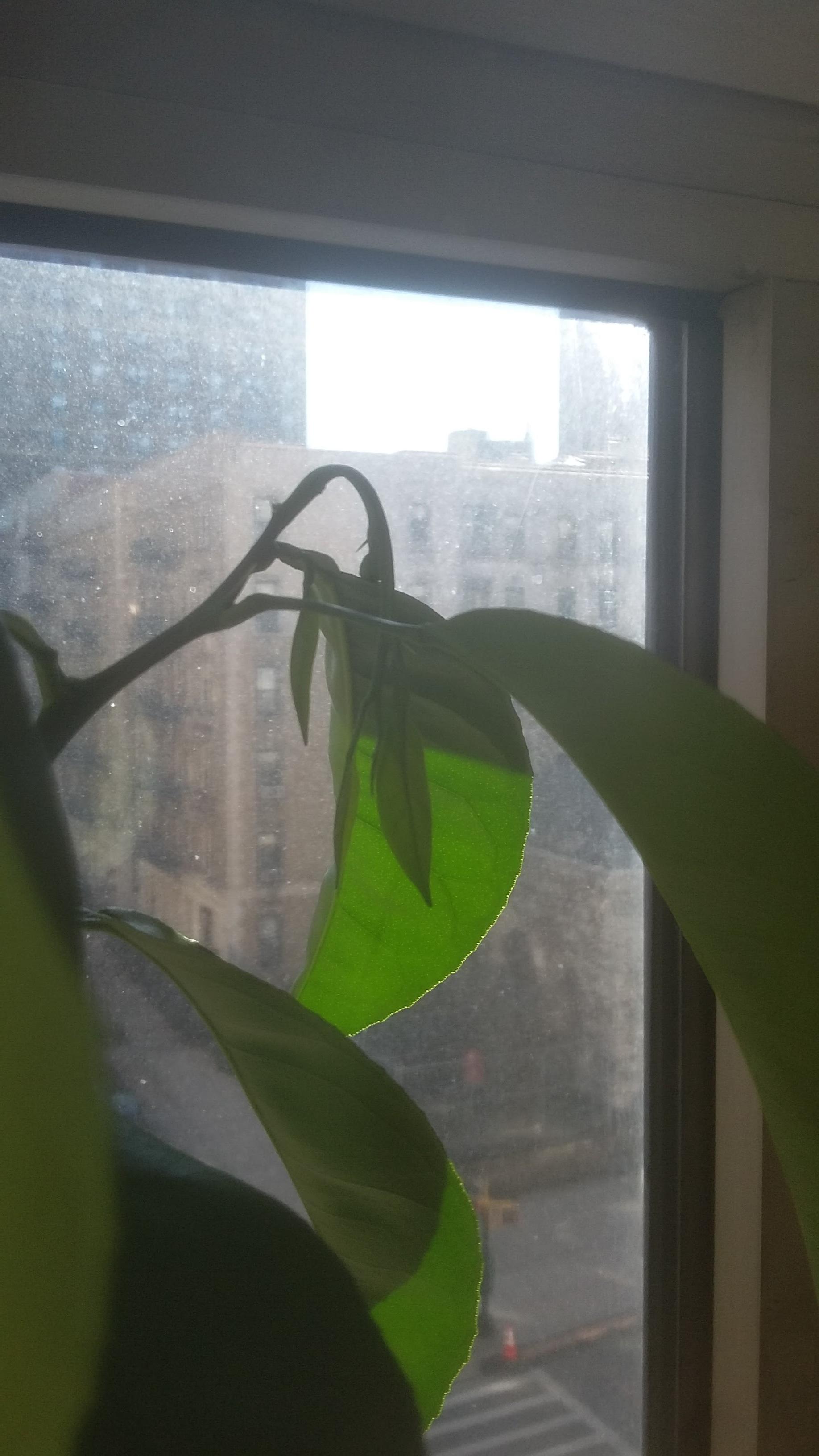 Drooping leaves on orange tree Gardening & Landscaping Stack Exchange