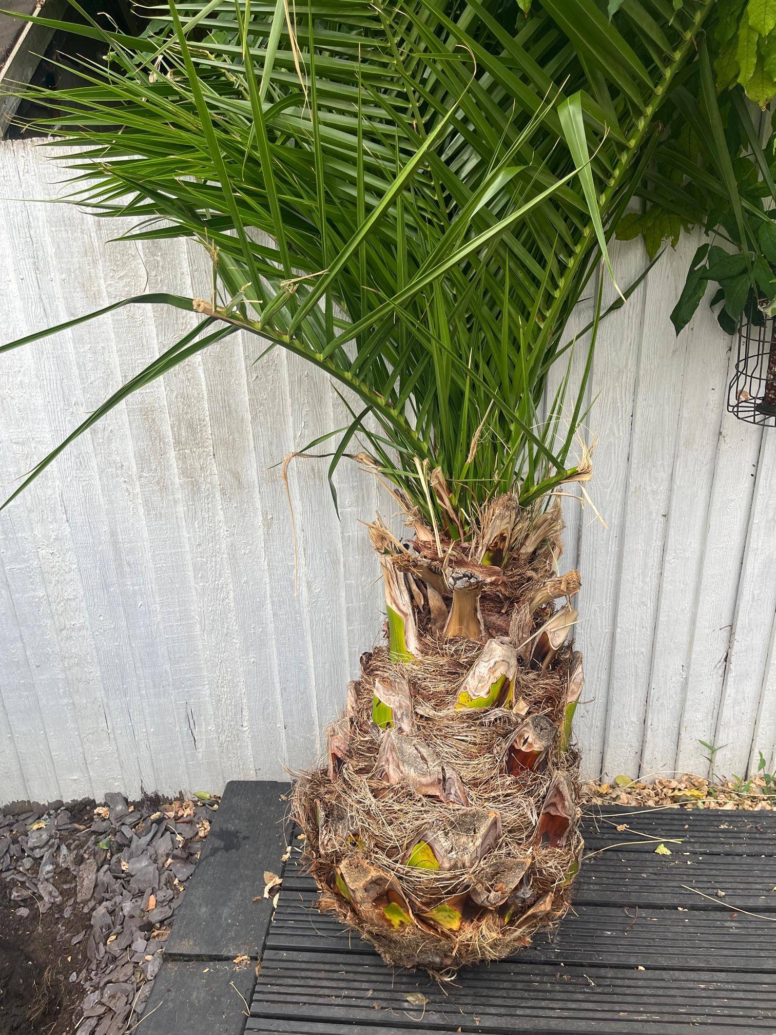 transplanting Transplant date palm with no root ball? Gardening