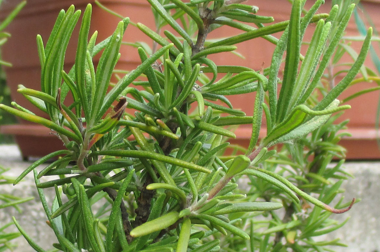 What illness/pest has this rosemary and what to do with it? Gardening
