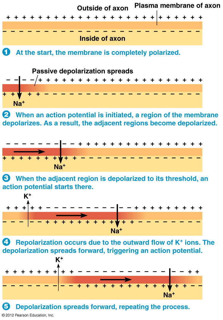 neurophysiology Why does the intensity of an action potential once