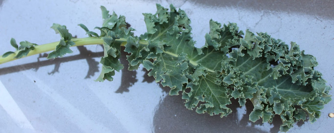 aphids Please help me identify these white spots/area on my kale