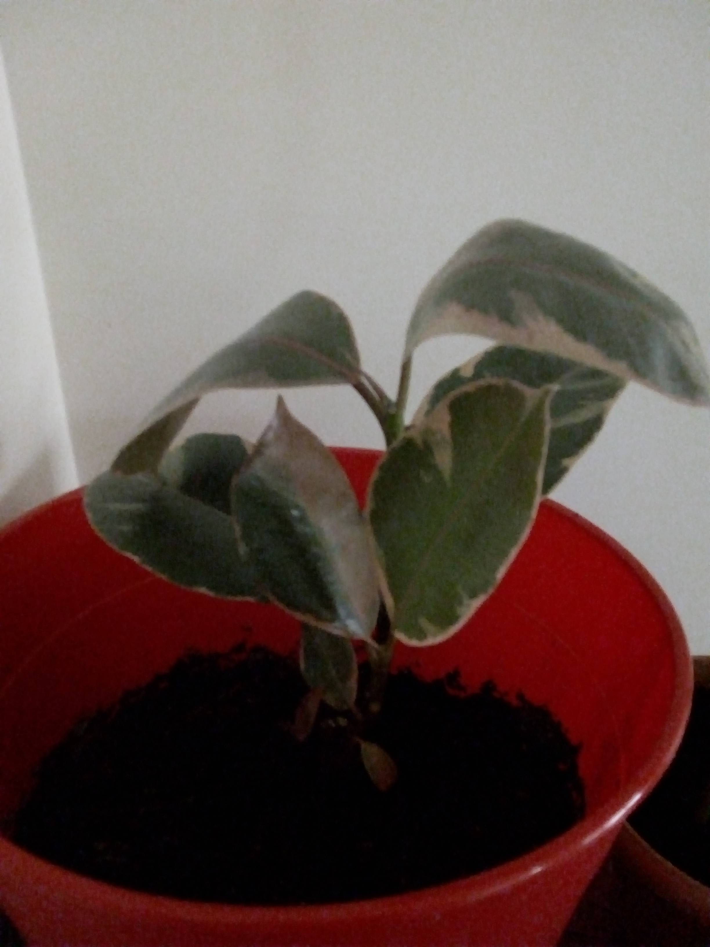 I feel my plant looks sad. Does it need more light? Gardening