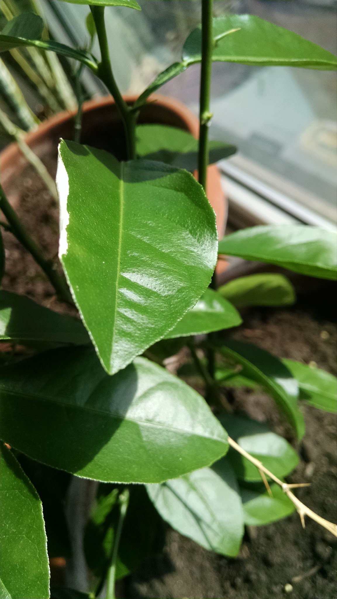 Key Lime Tree In Pot The key lime tree (citrus aurantiifolia) is a