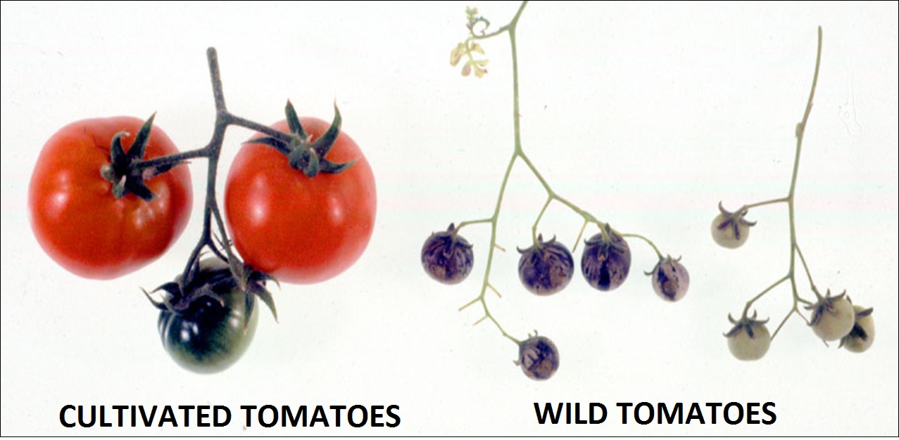 wildflowers Since tomatoes don't need cages in the wild, how do they