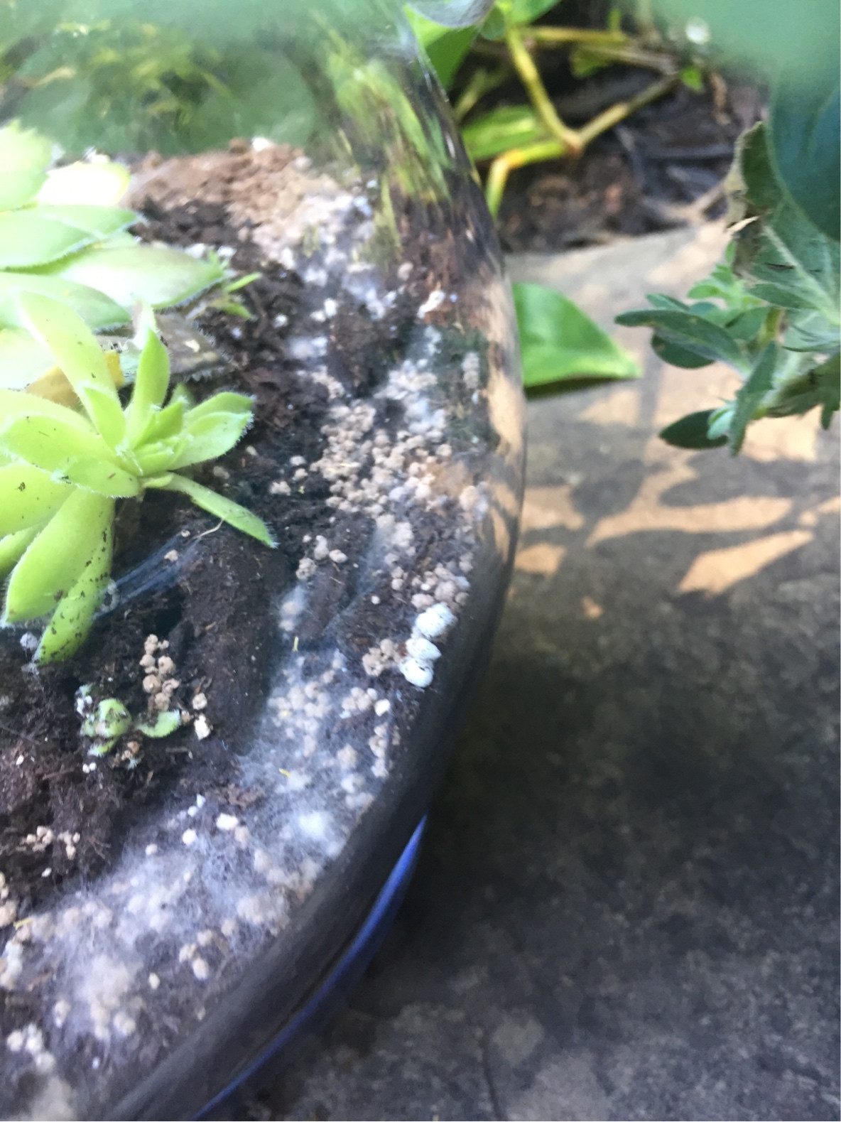 diagnosis What is this white furrylooking mold in my potted plants
