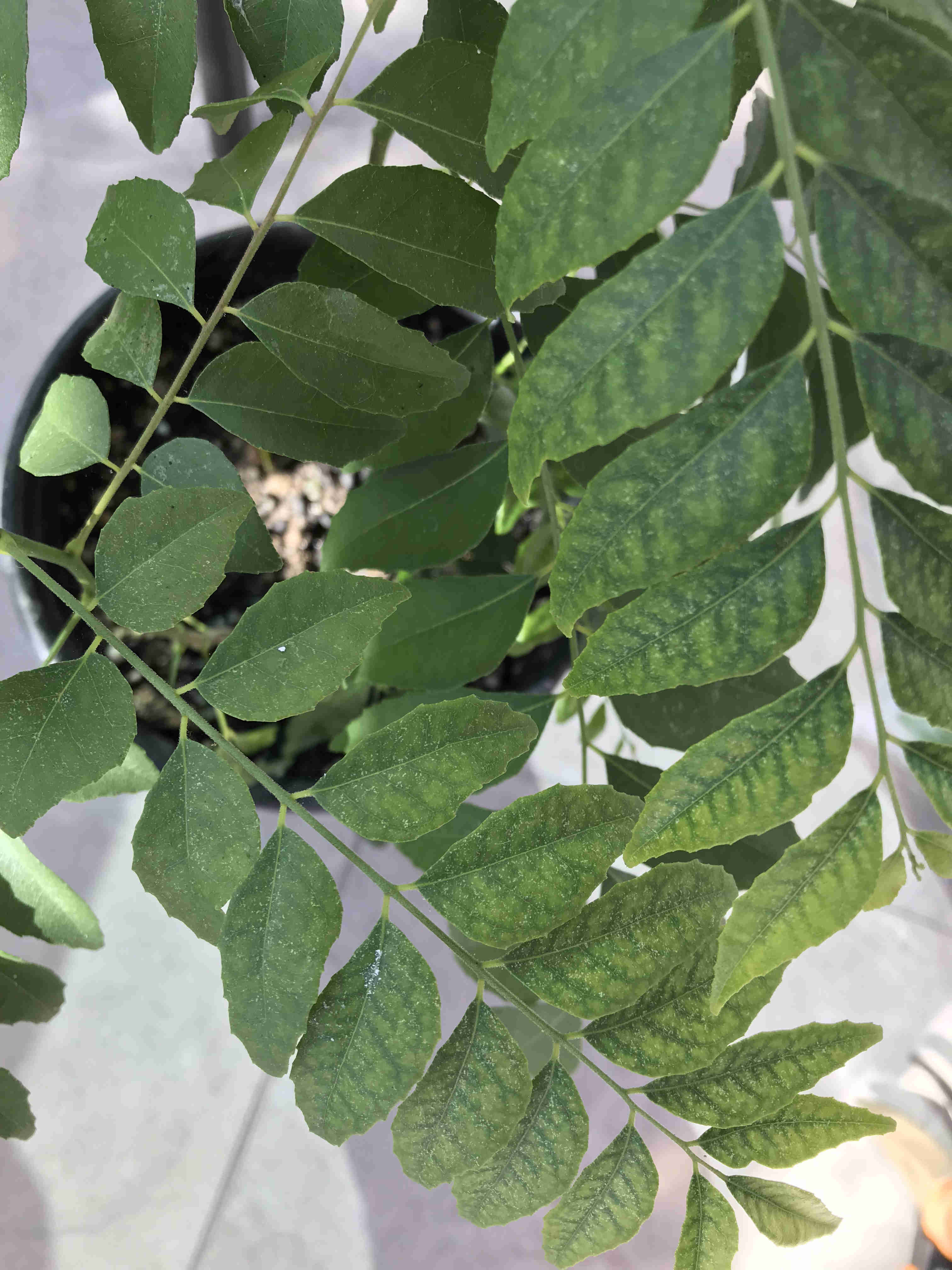 messy curry leaf plant