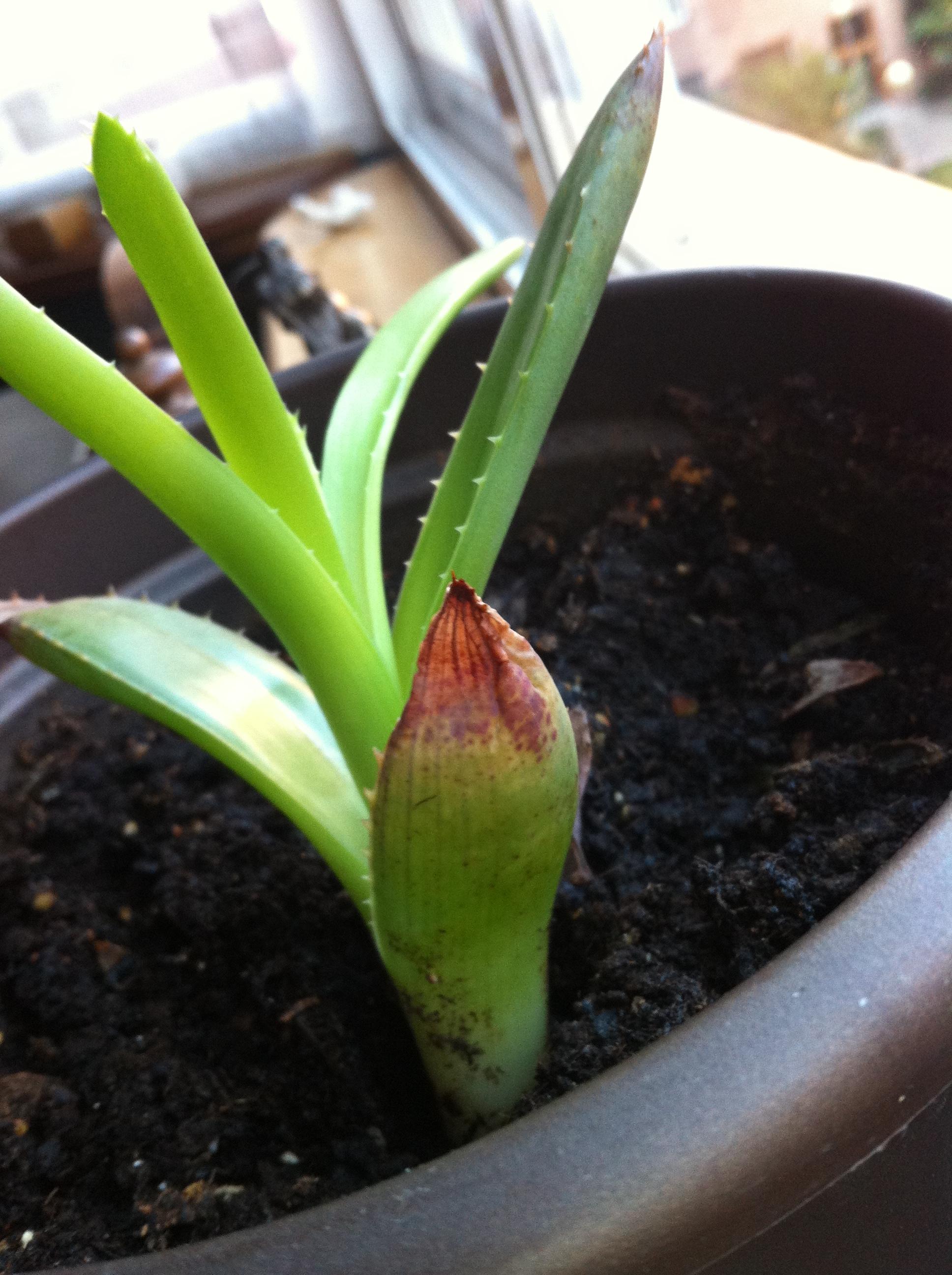 houseplants Pest, etiolation, soil or overwatering