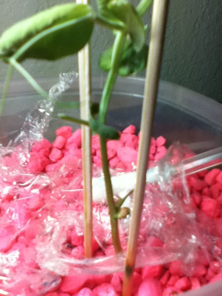 diagnosis Why are the leaves of my pea plant (little marvel) drying