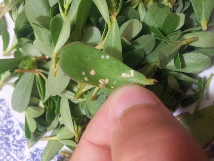 diagnosis What are these white spots on my Purslane leaves