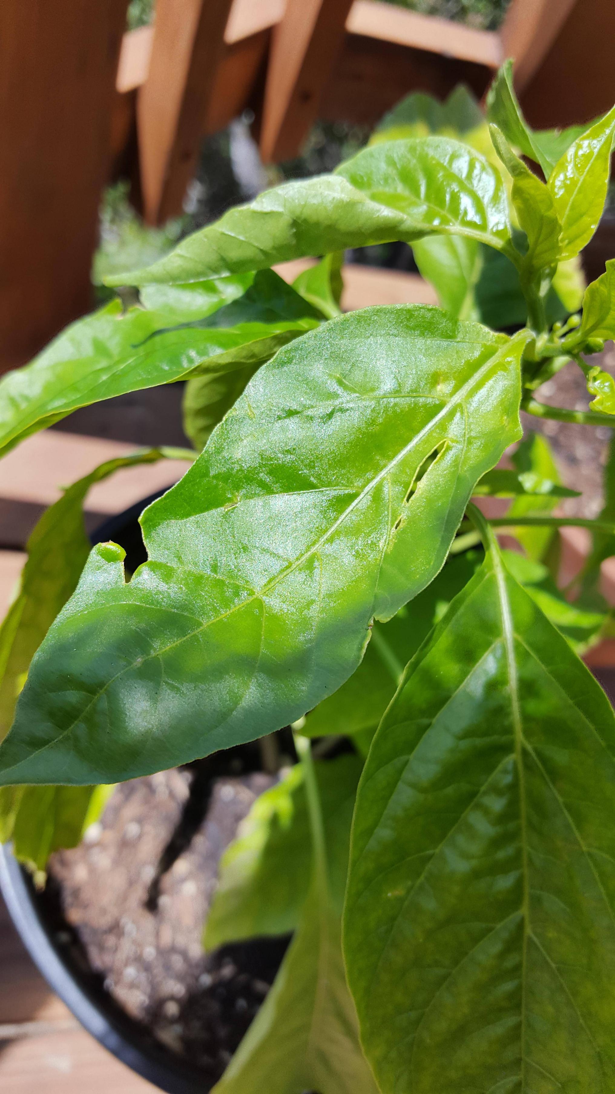 diagnosis What do my pepper plants have damaged, curling, and yellow