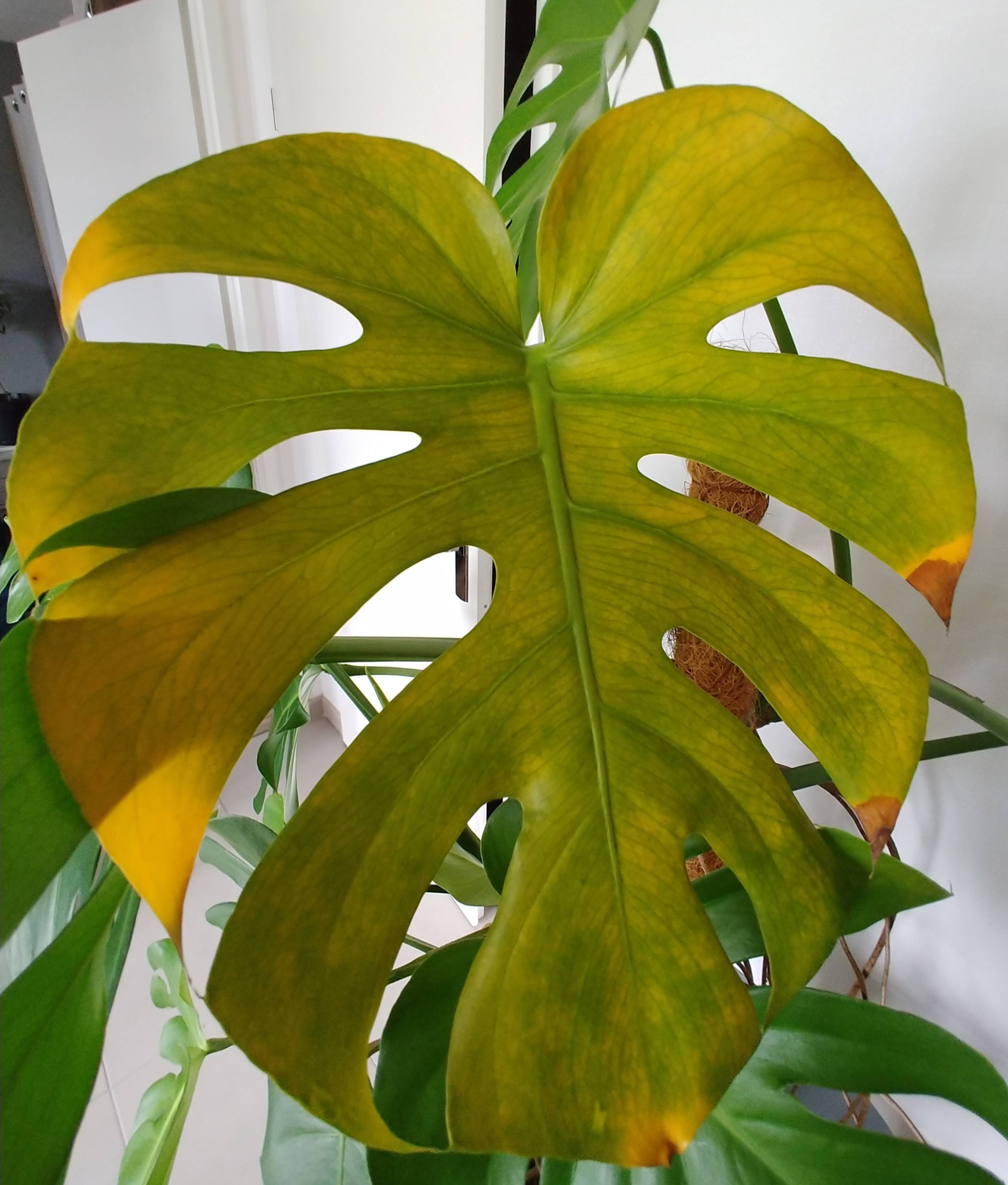 Why Are My Monstera Leaves Turning Yellow?, 59 OFF rbk.bm