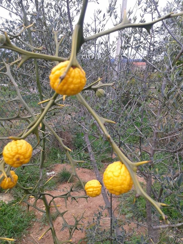 Welche Obstbäume haben Dornen, wenn sie klein sind
