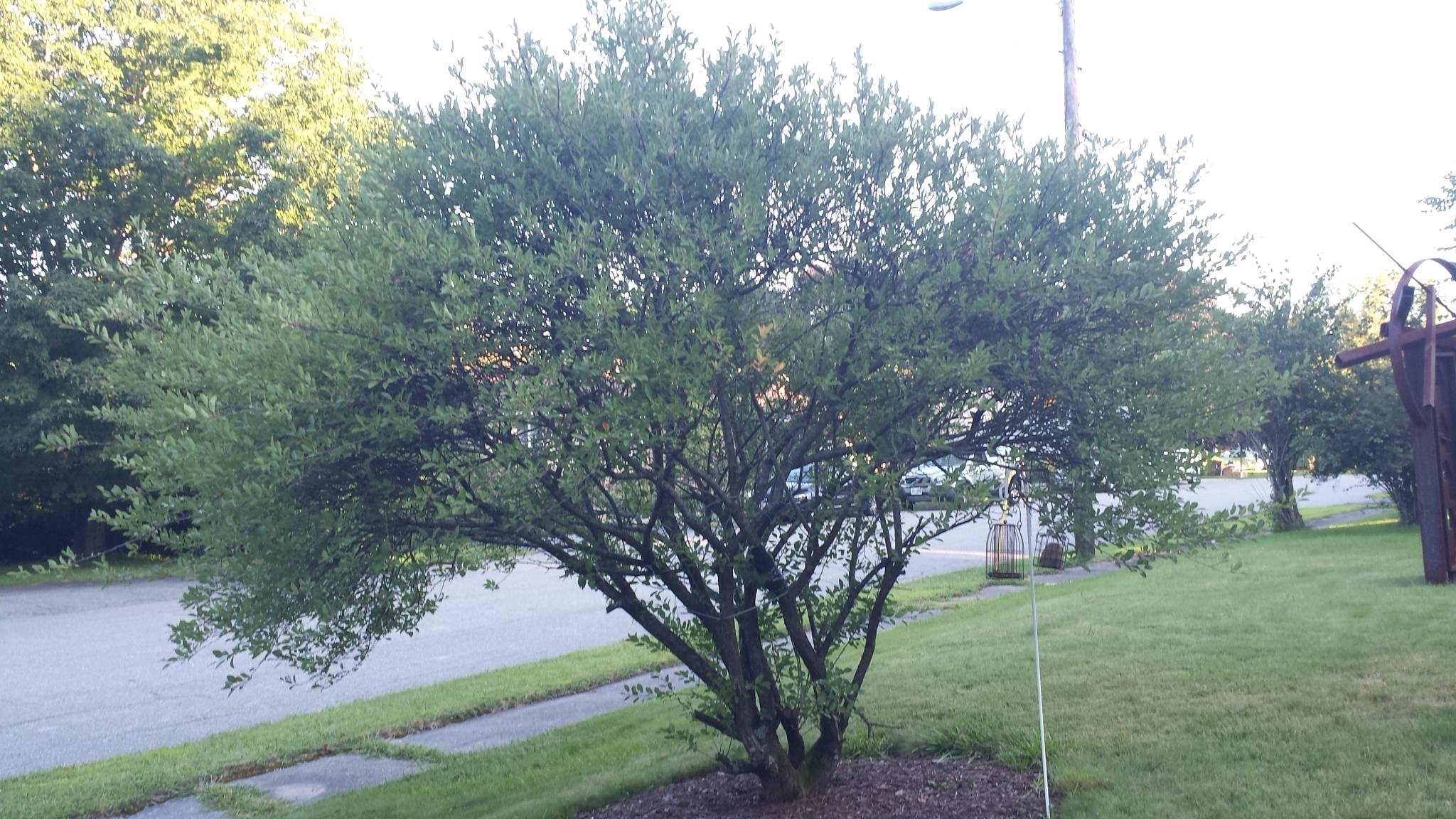 identification Need some help identifying a plum tree Gardening