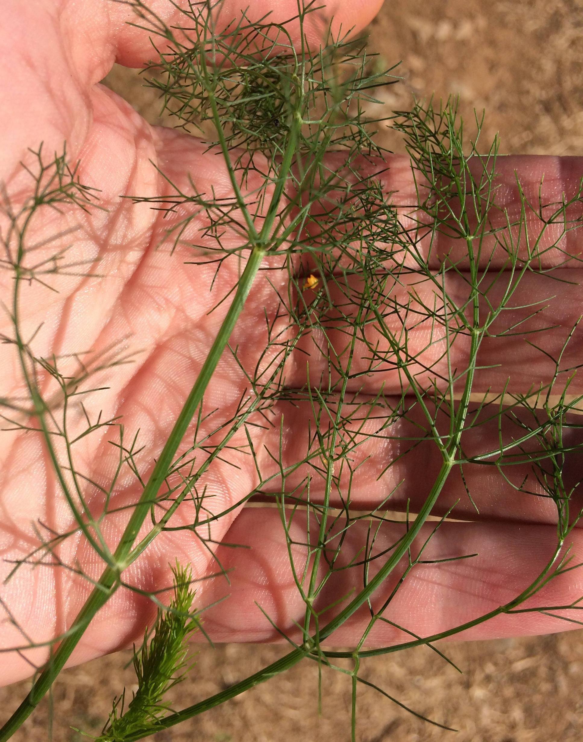 species identification What is this anise smelling plant? Biology