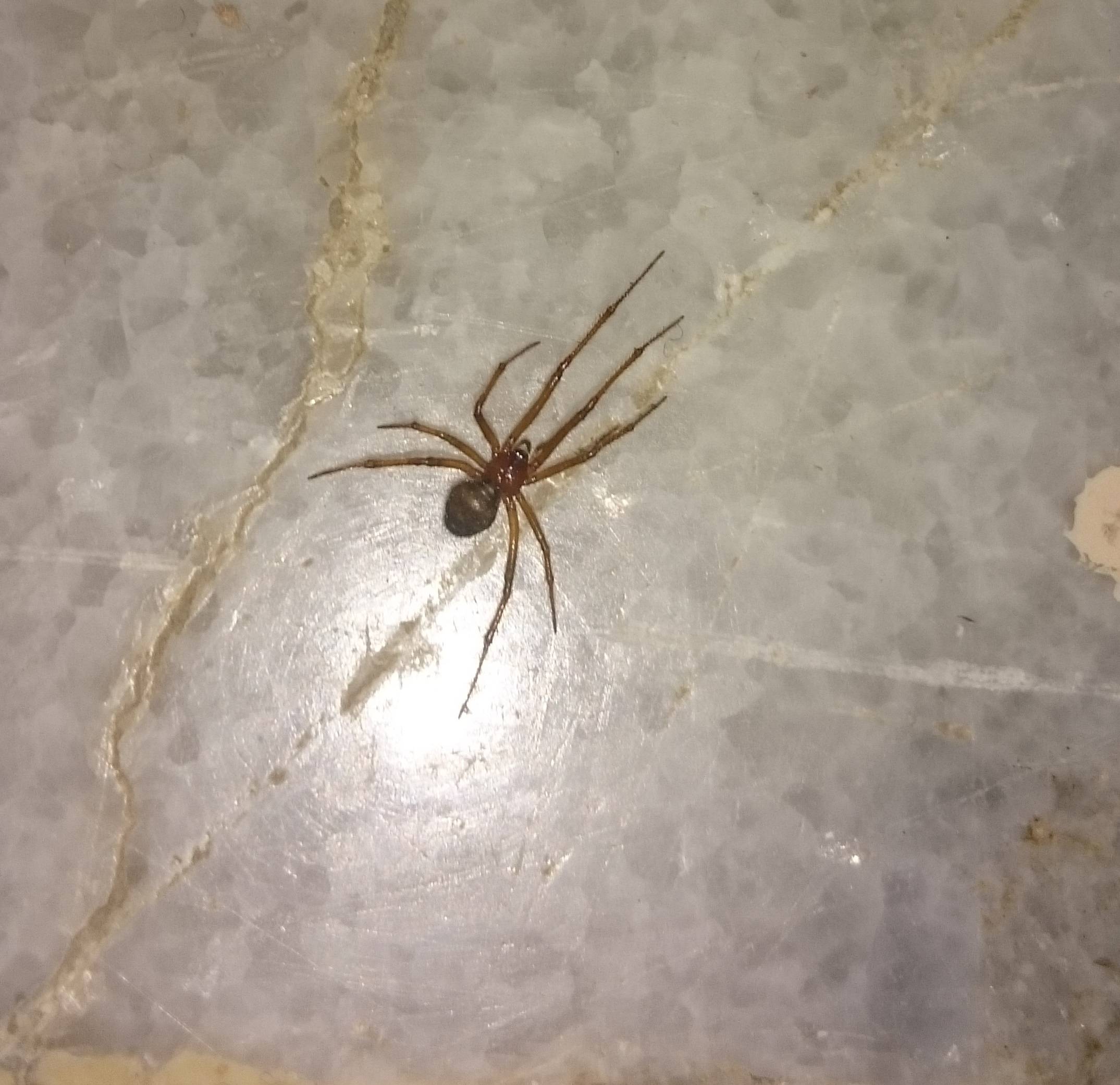 Albums 97+ Pictures Pictures Of The Most Poisonous Spiders In The World