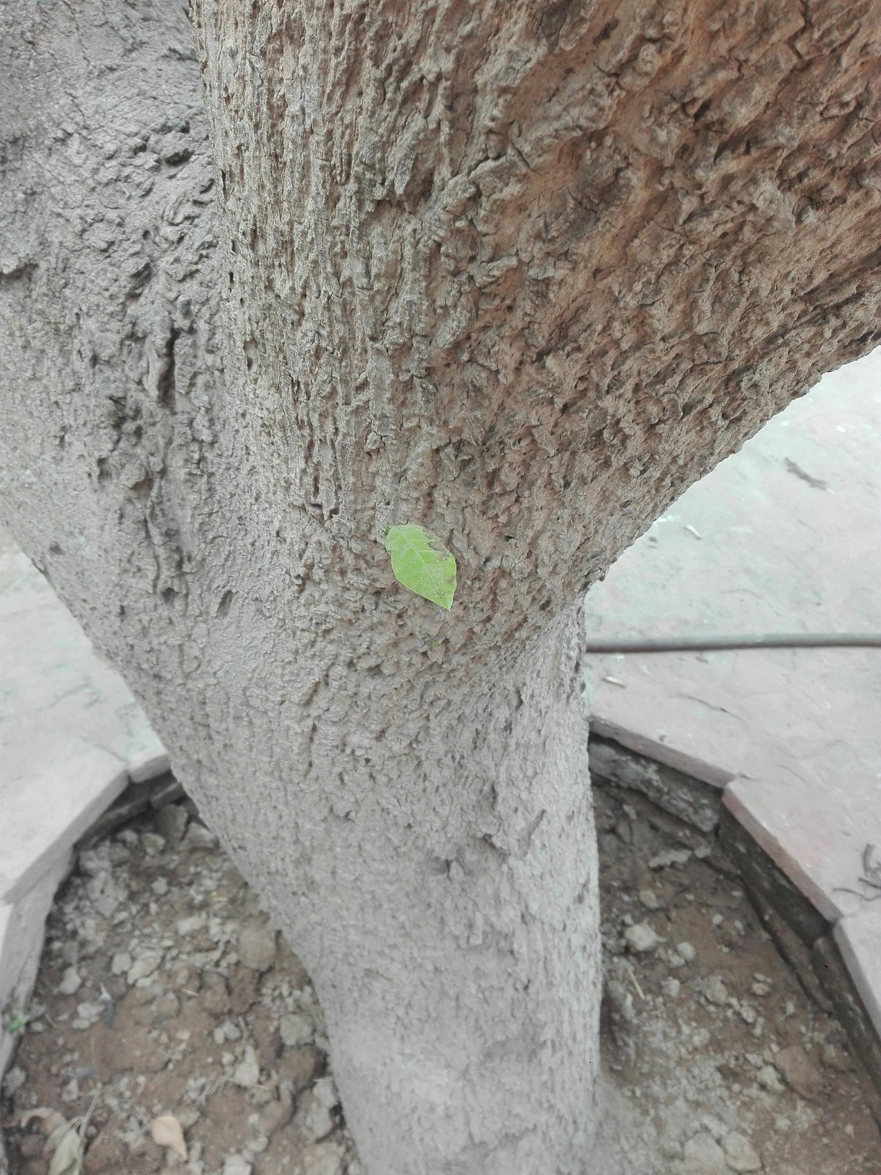 diseases My over 23 year old Mango tree wilted and cracks on barks. Verticillium wilt or