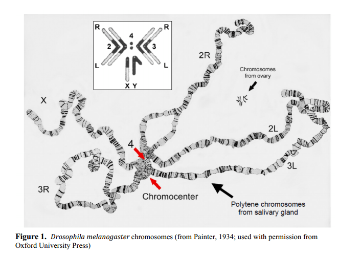 drosophila Chromosome picture, how to interpret? Biology Stack Exchange