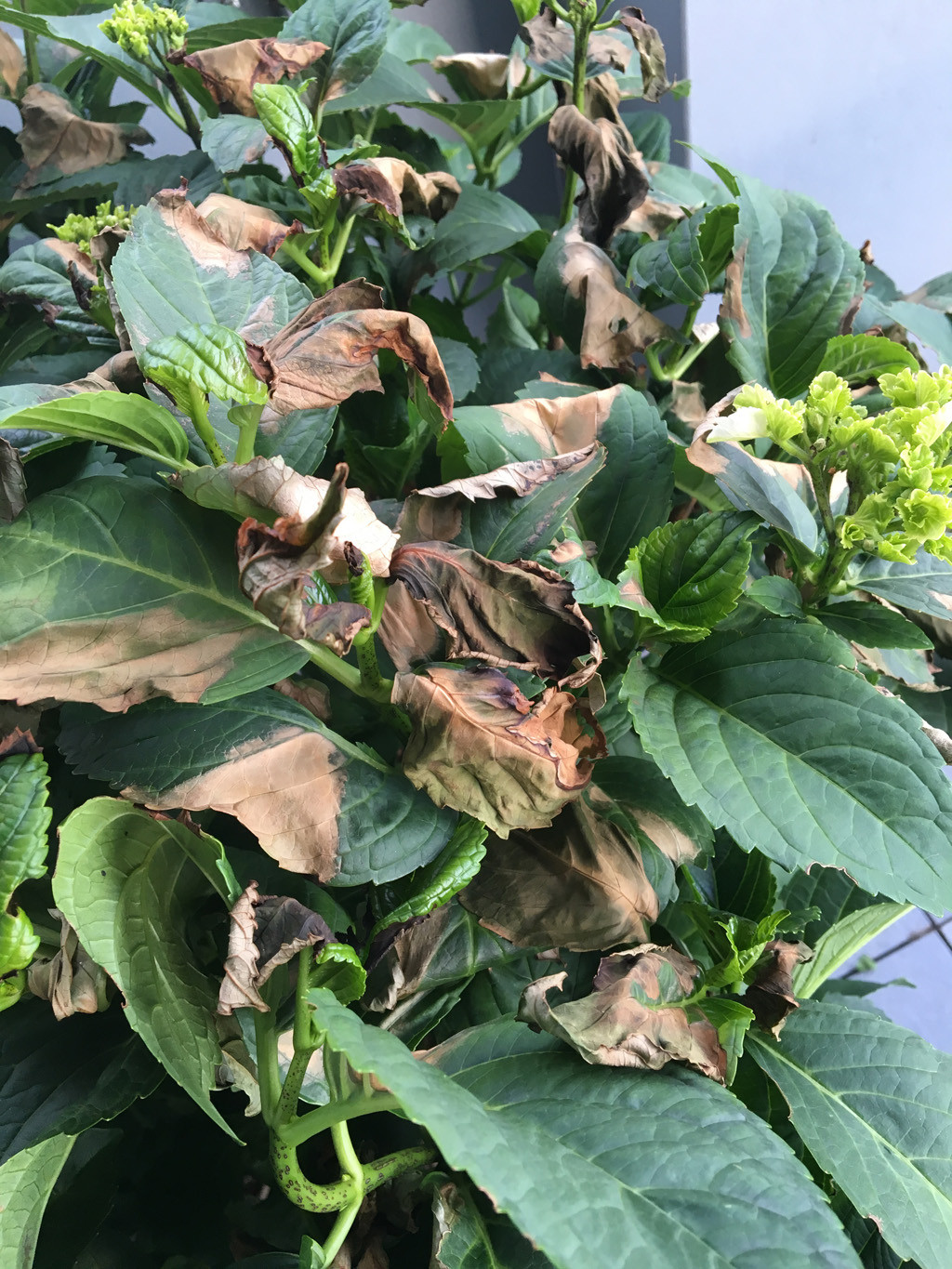 hydrangea hortensia and brown leaves Gardening & Landscaping Stack