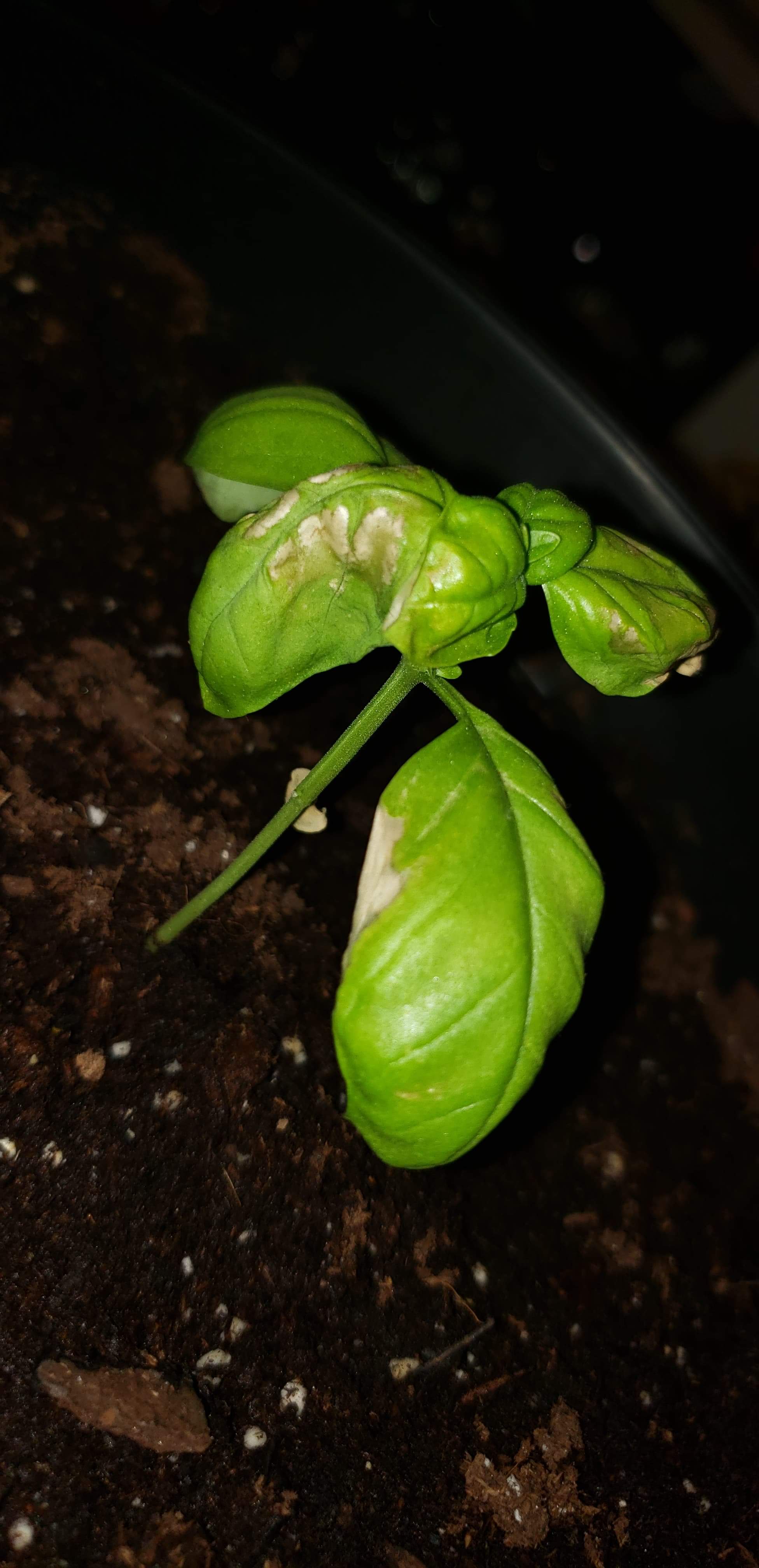 diagnosis What is causing large white spots on my sweet basil seedling's leaves, and can the