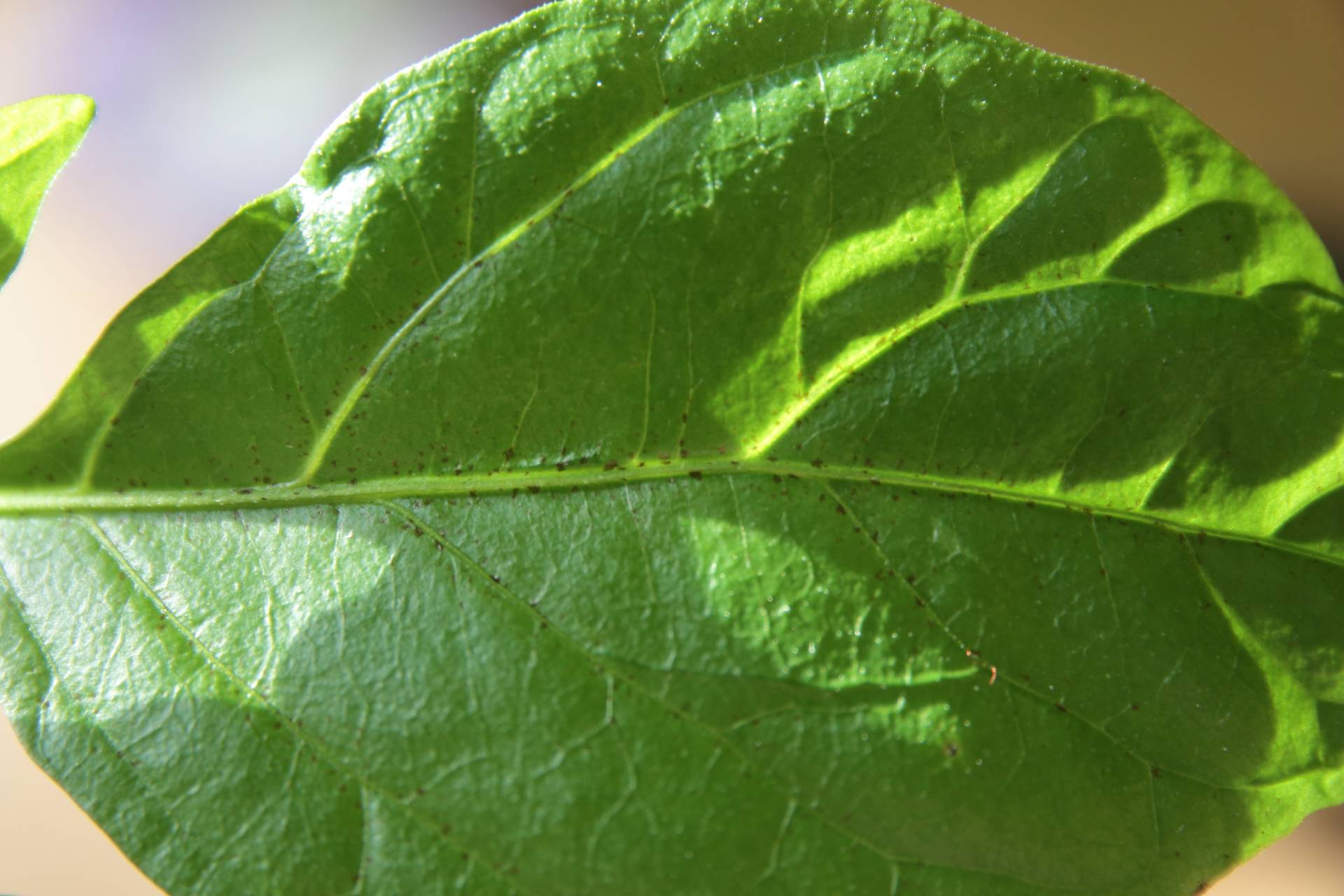 Brown Spots On Pepper Plant Leaves