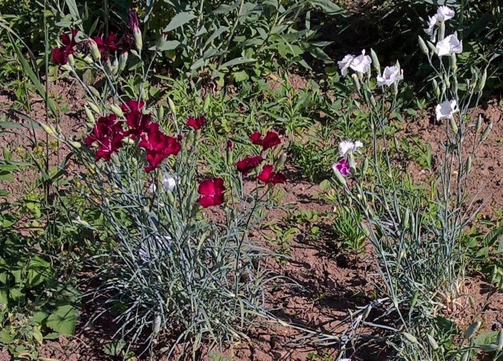 plant care Carnation photoperiod responsive stage? Gardening