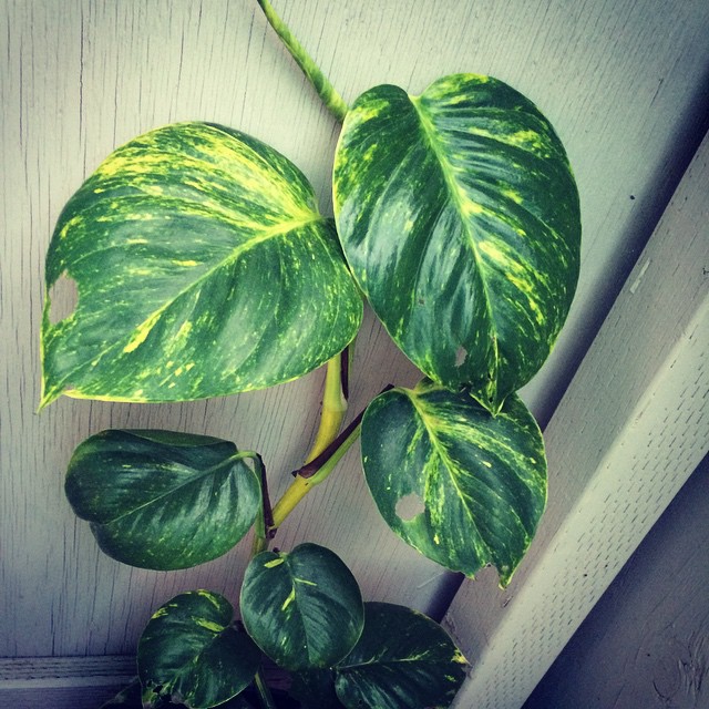 MoneyPlant (Big Leaf) Plant ubicaciondepersonas.cdmx.gob.mx