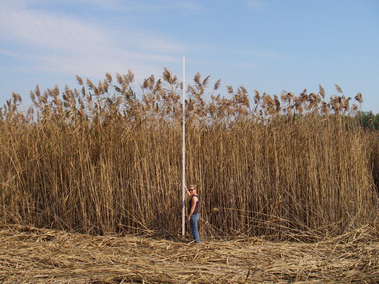 united states What is this really tall grasslike plant? The Great