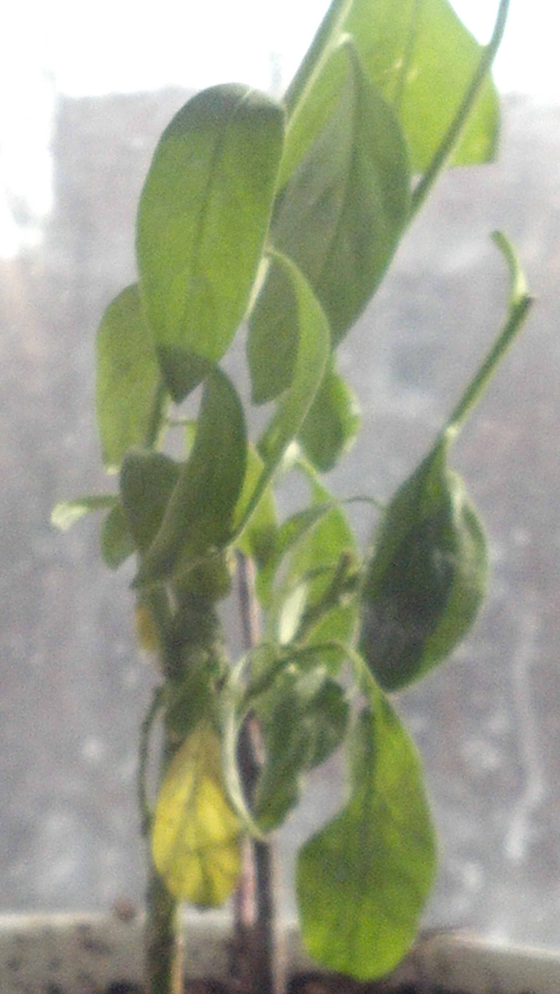 diagnosis NightBlooming Jasmine plant continues to wilt even after