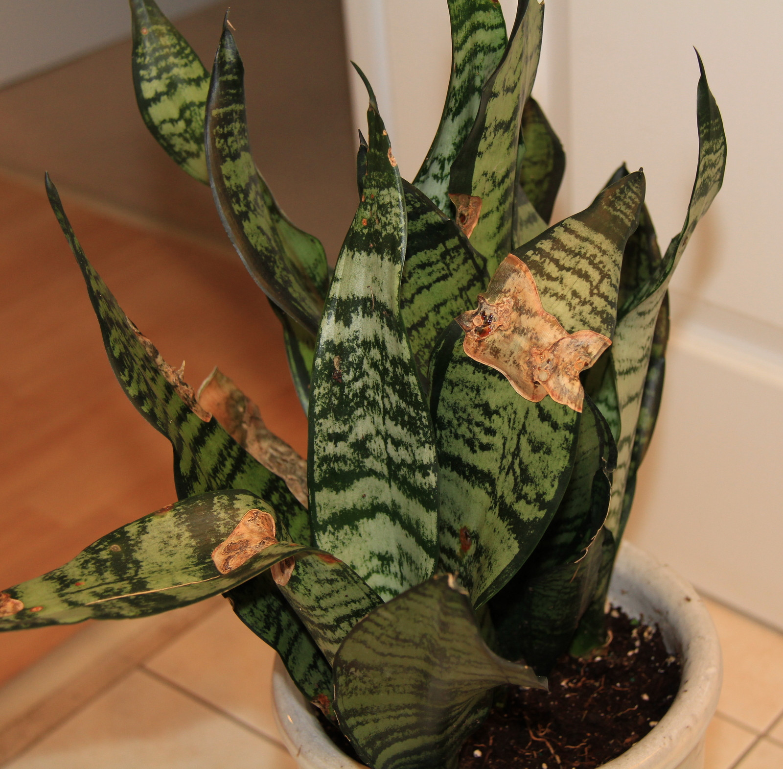 diagnosis What is an issue with MotherinLaw's Tongue/ Snake Plant