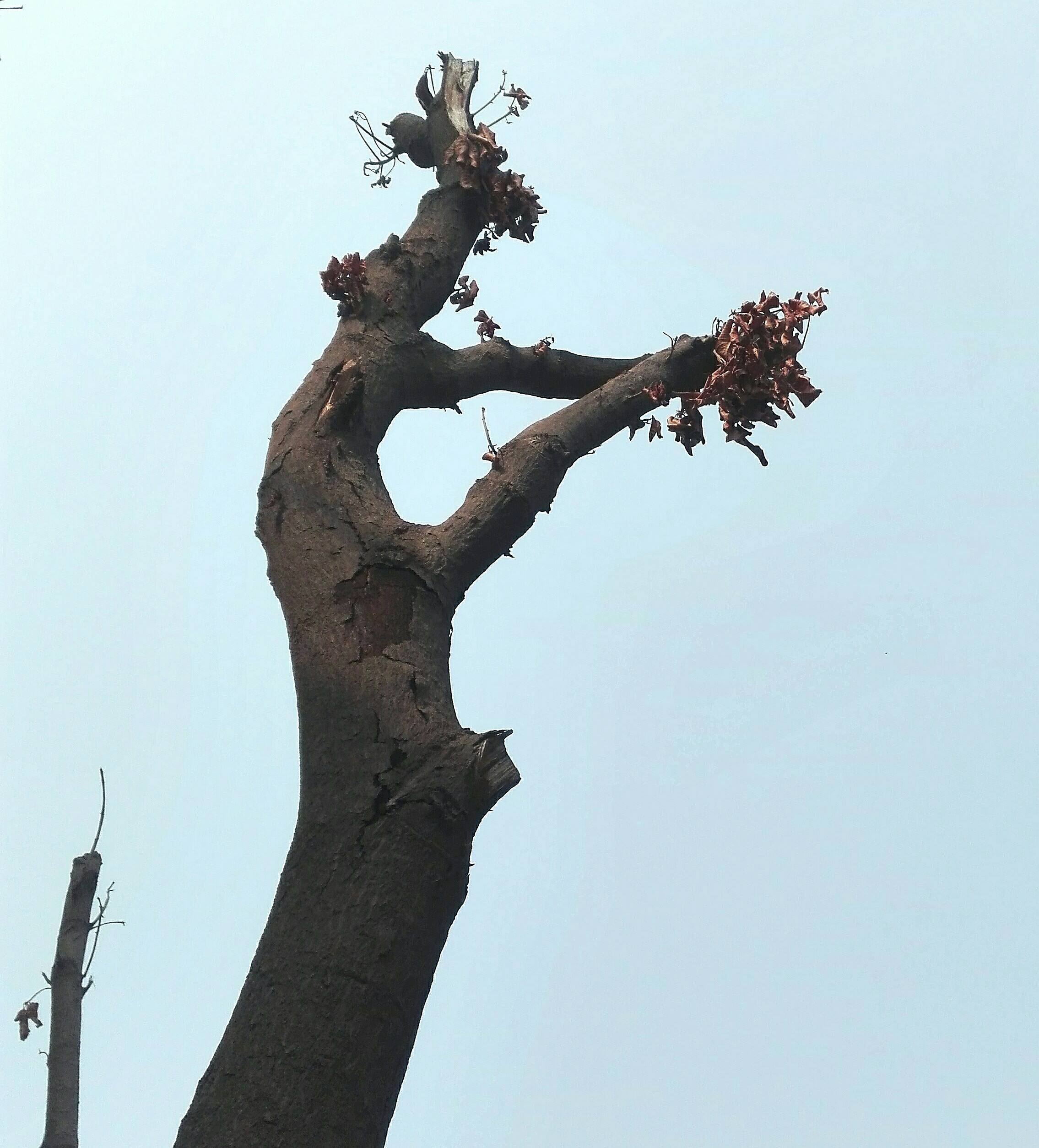 diseases My over 23 year old Mango tree wilted and cracks on barks. Verticillium wilt or