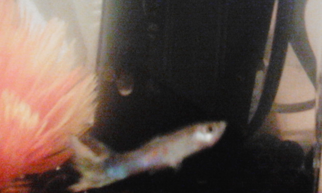 Will my fish's tailfin grow back? Pets Consultants