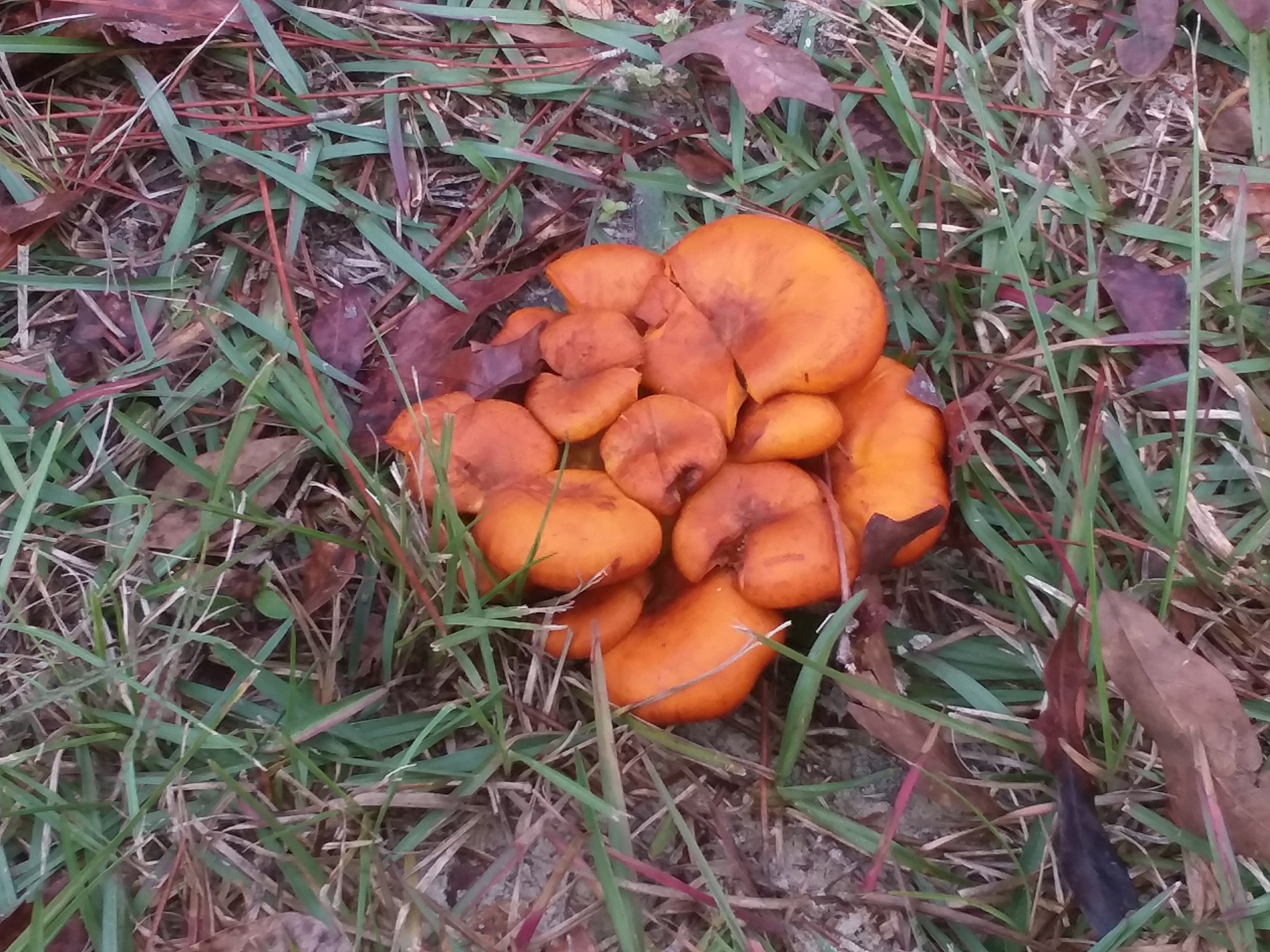 species identification Mushroom Identificaton(USA) Biology Stack Exchange