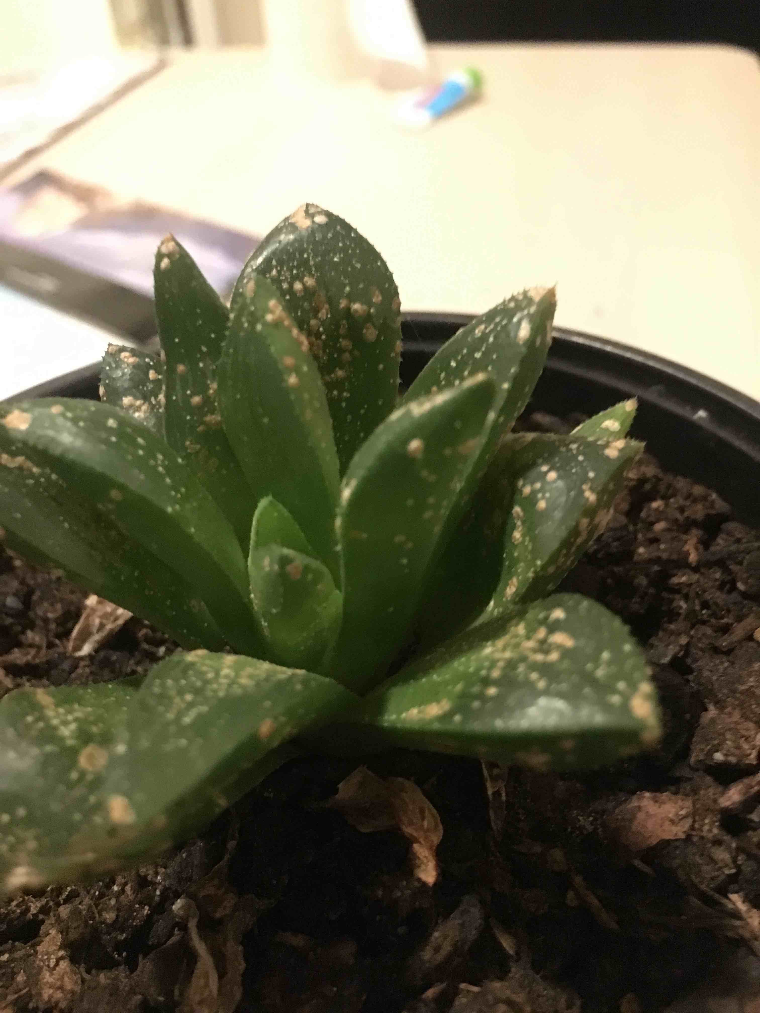 houseplants White spots on succelent Gardening & Landscaping Stack