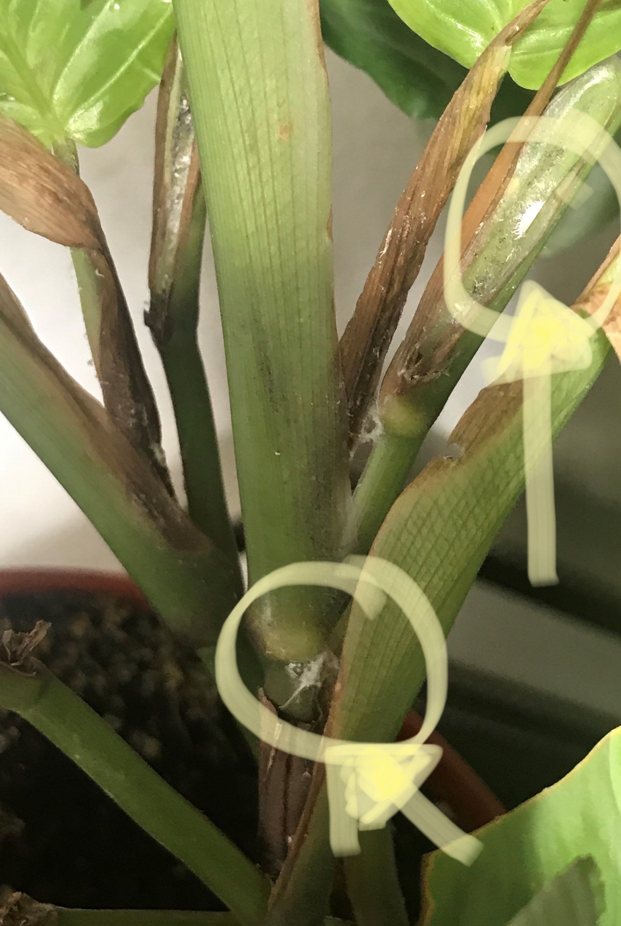 houseplants Granny's Maranta Leuconeura (prayer plant) is dying