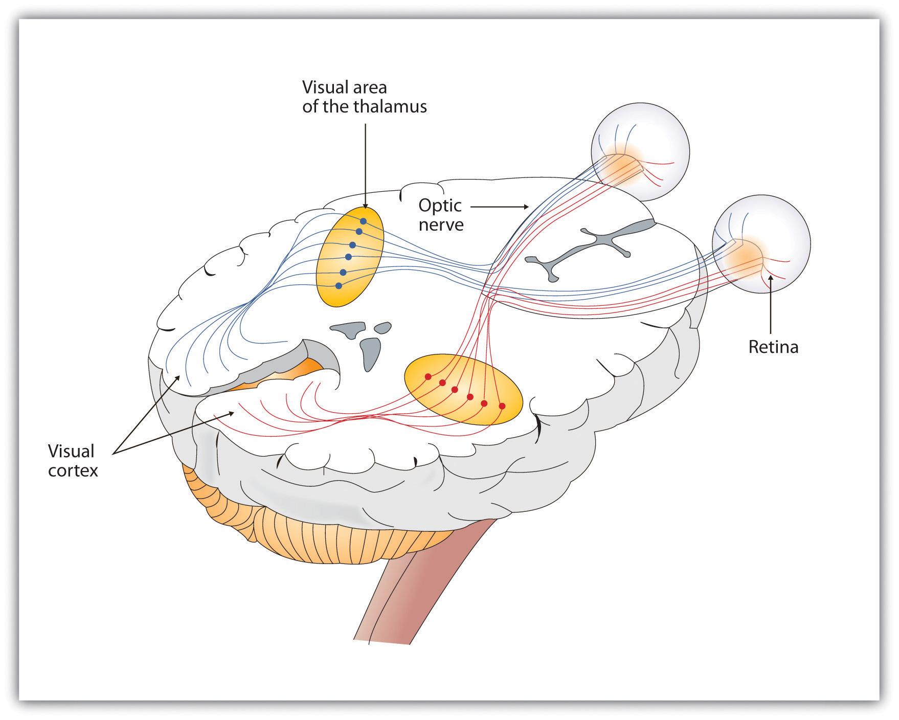 neuroscience If the optic nerve transmits to both hemispheres, how do