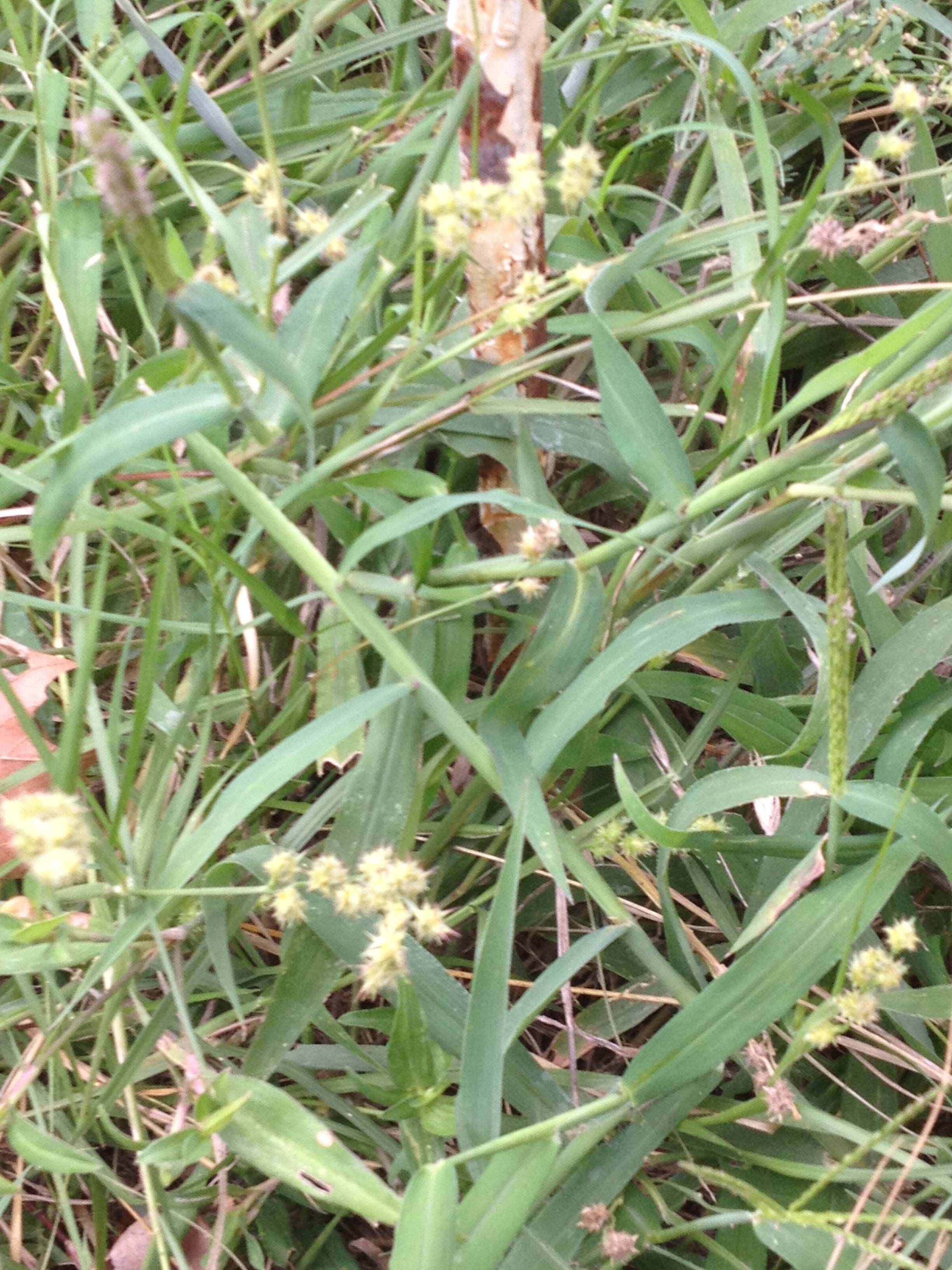 weed control Will herbicides (like RoundUp) prevent stickers from