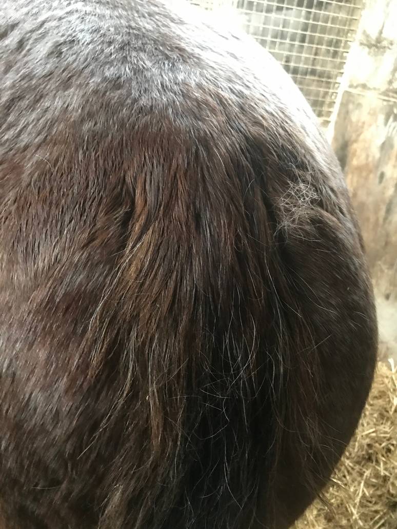 Horses Why does my Horse seem very itchy?