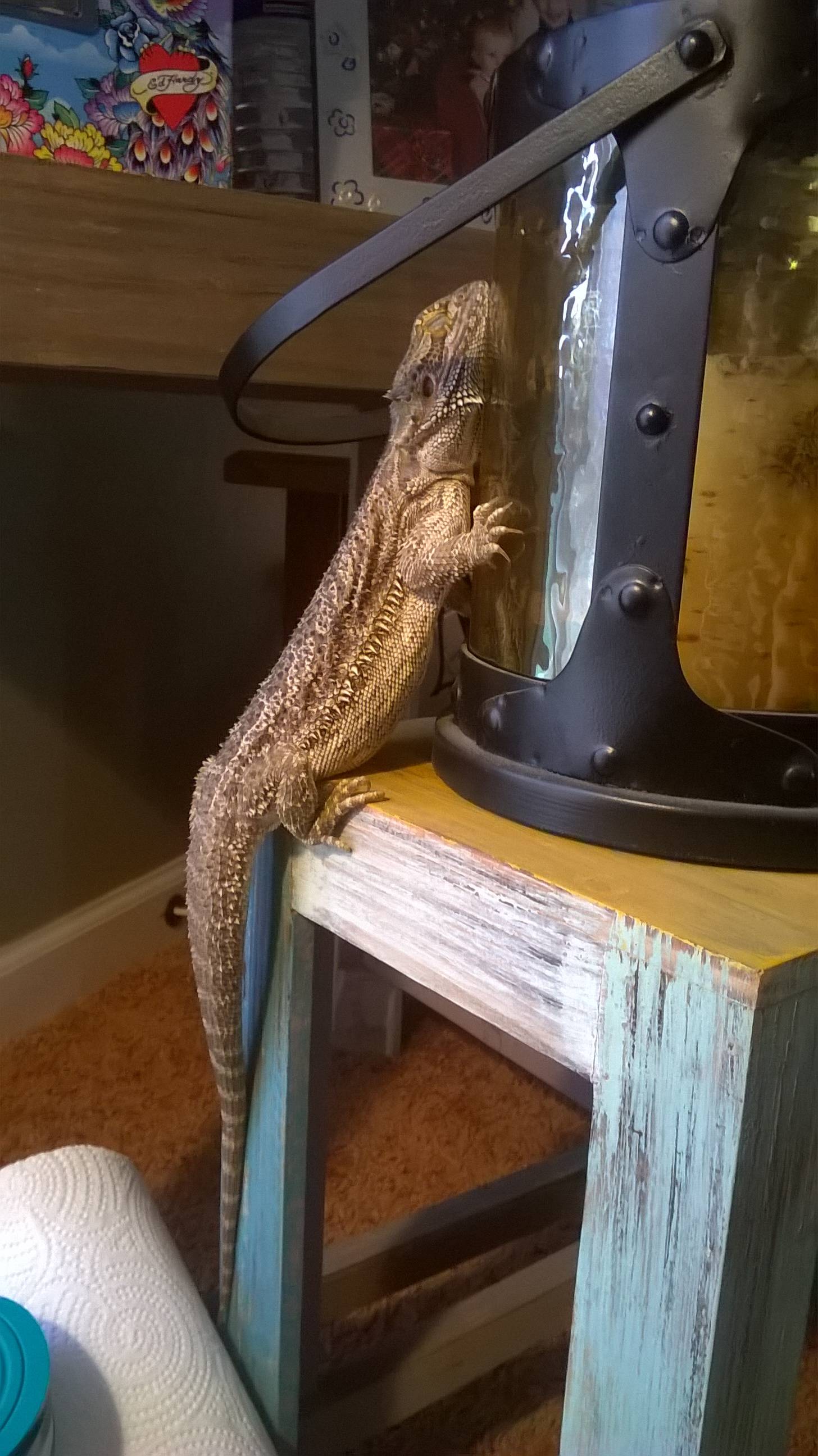 Is the behavior of the bearded dragon sick or restrained? Lots of pets